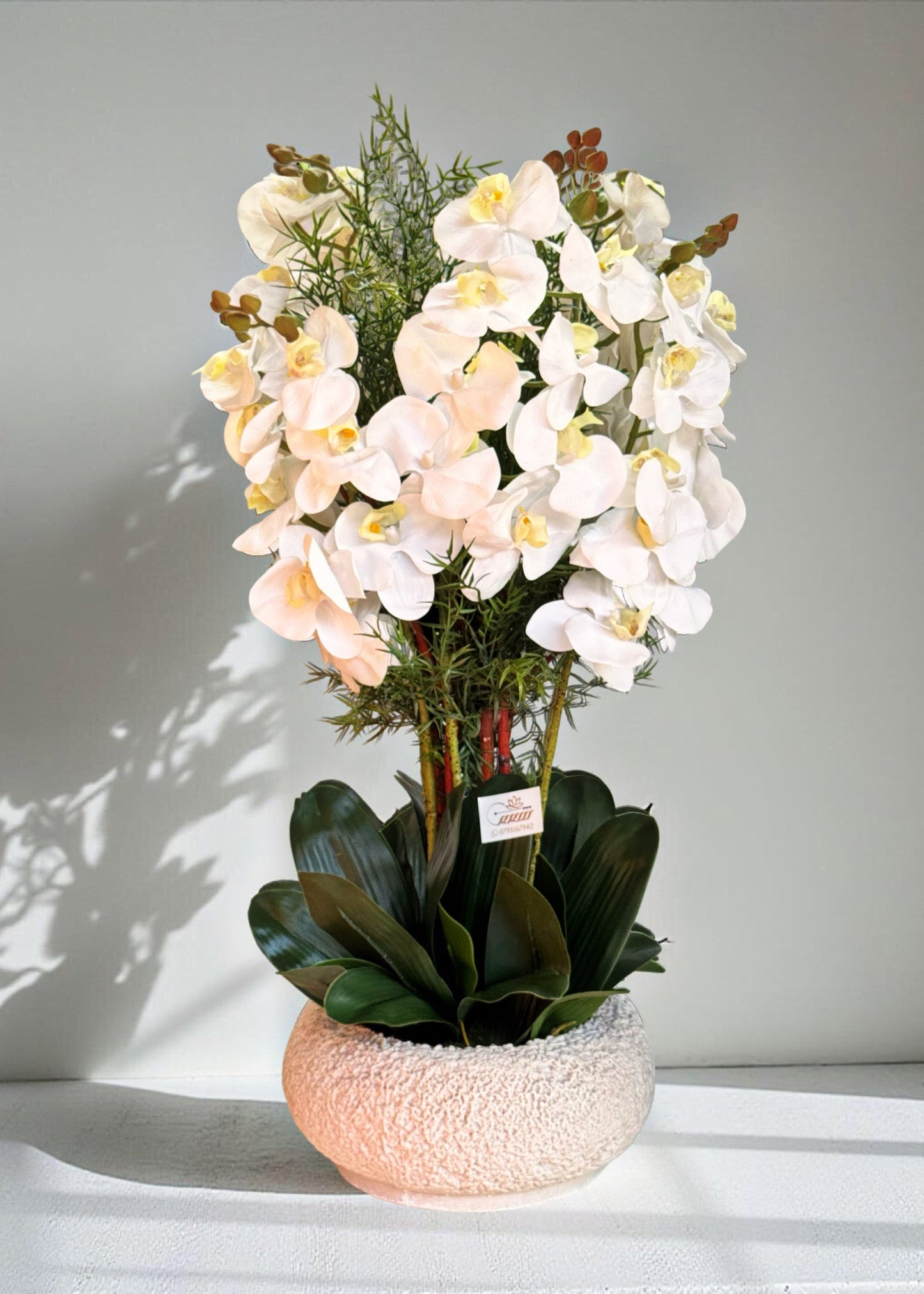 Forever Orchid in Pot