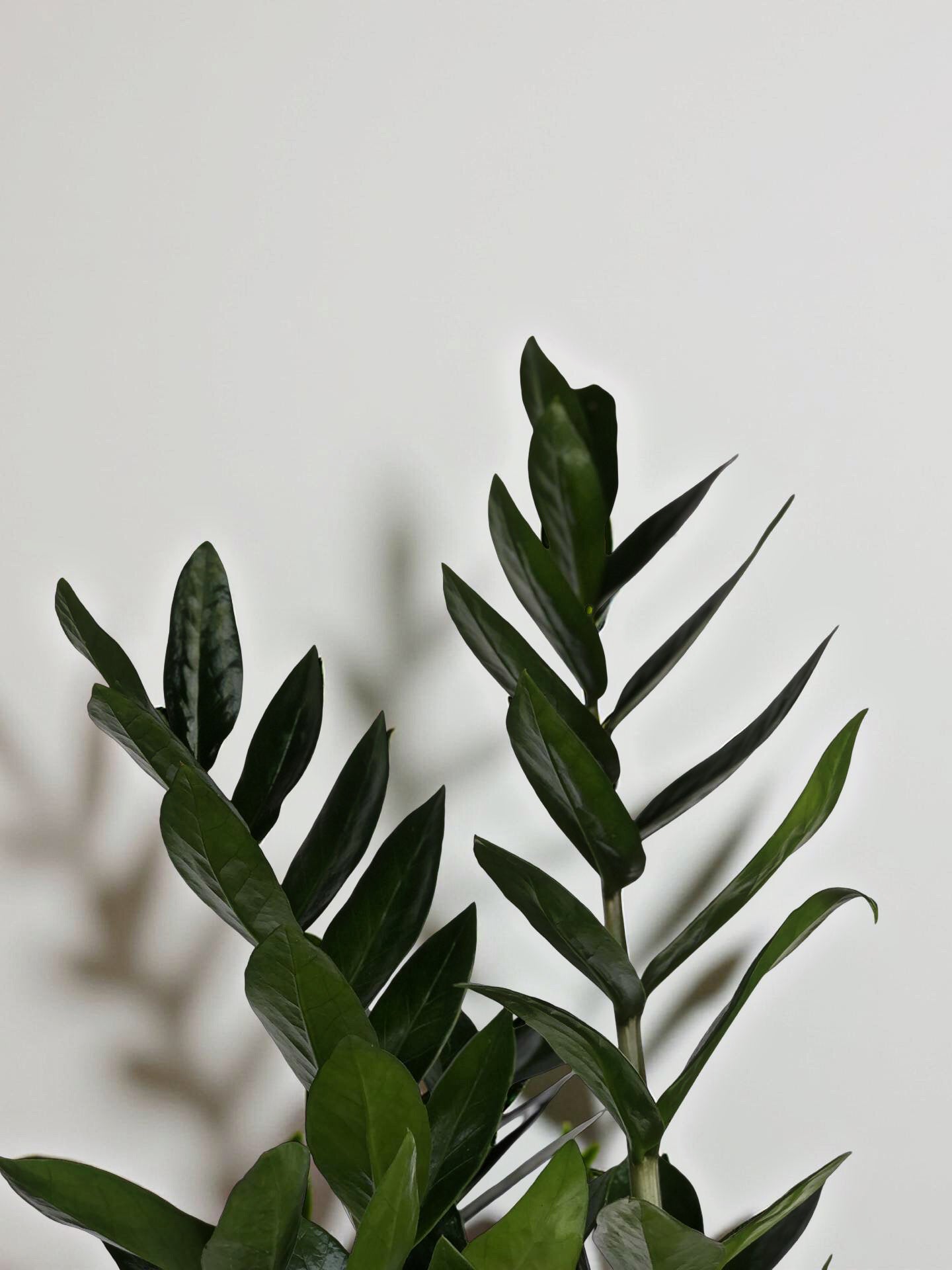 Medium Zamioculcas