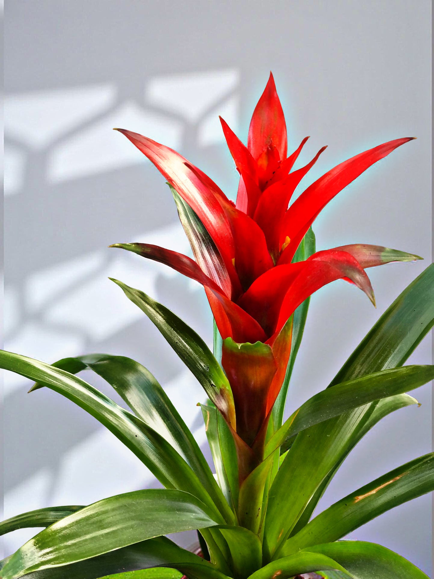 Guzmania Bromeliad