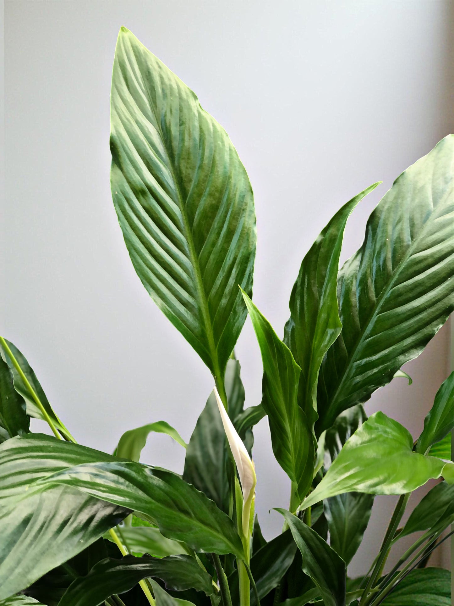 Large Spathiphyllum