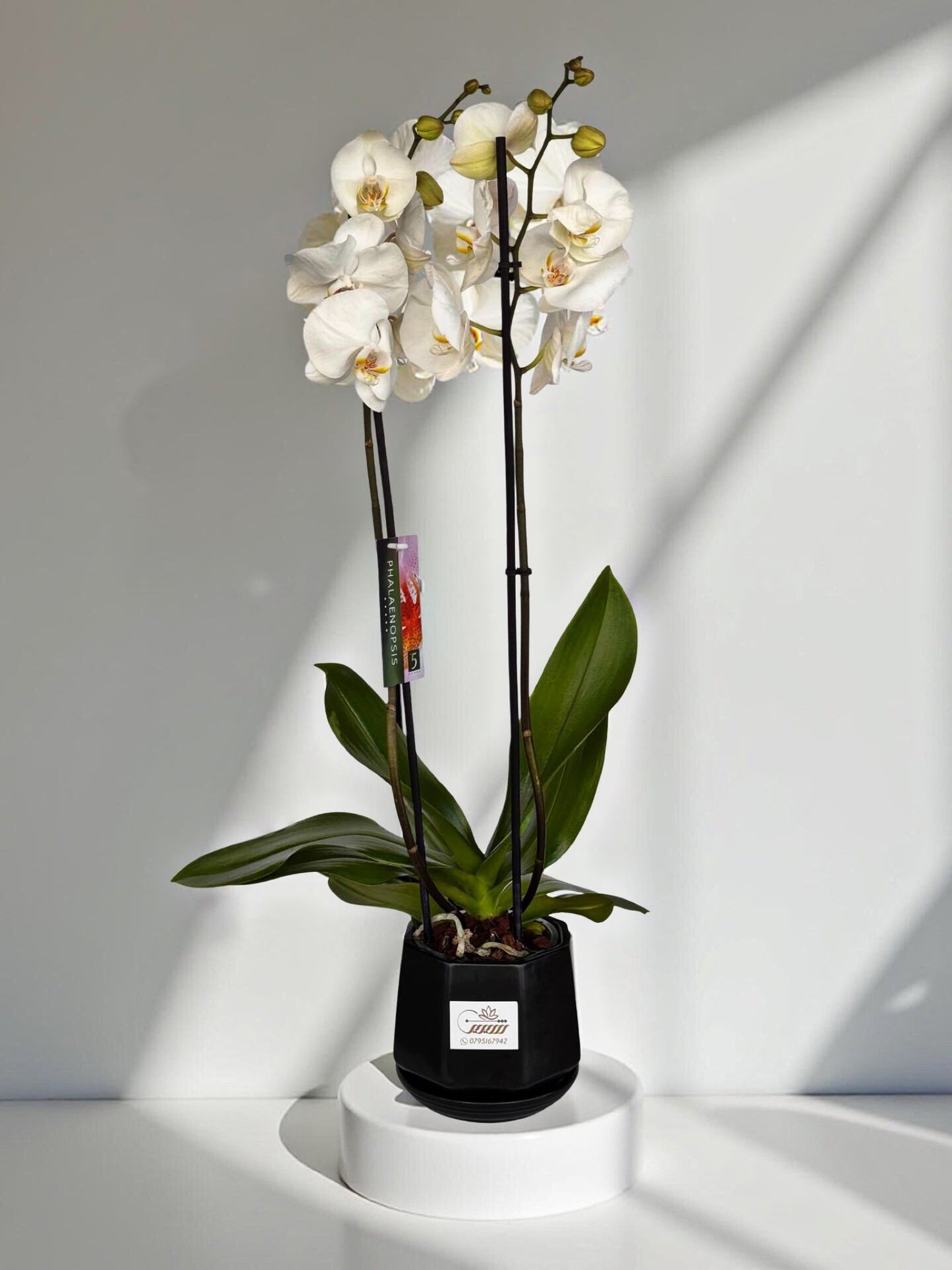 White Orchid