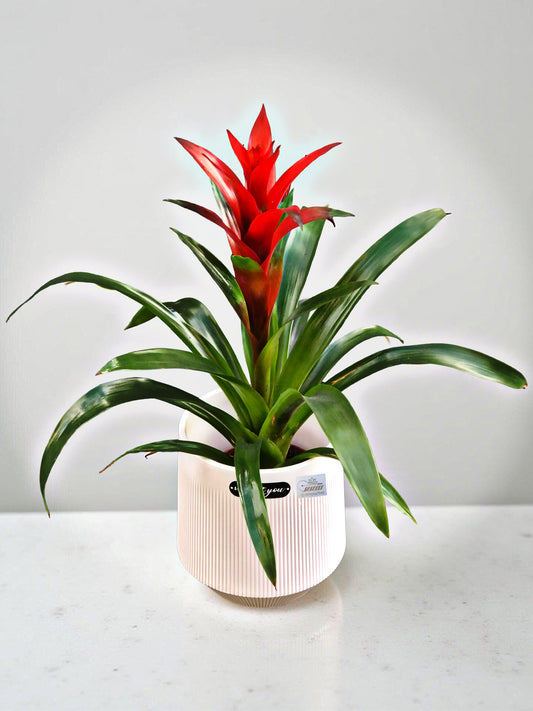 Guzmania Bromeliad