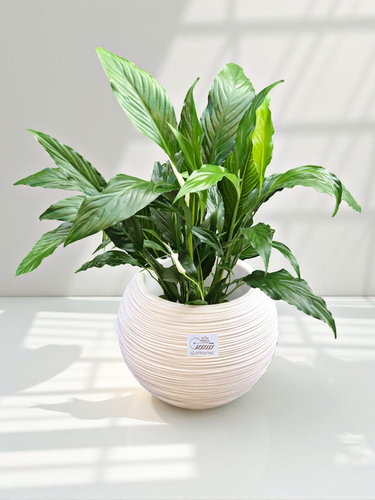Large Spathiphyllum