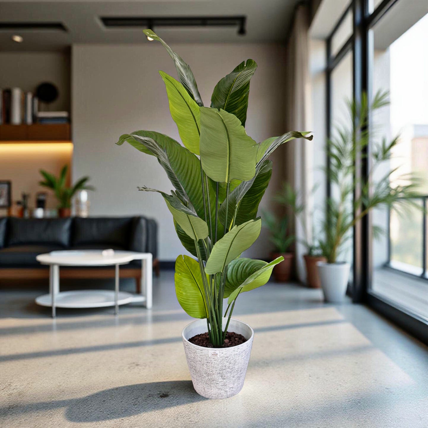 Large Tropical Banana Leaf