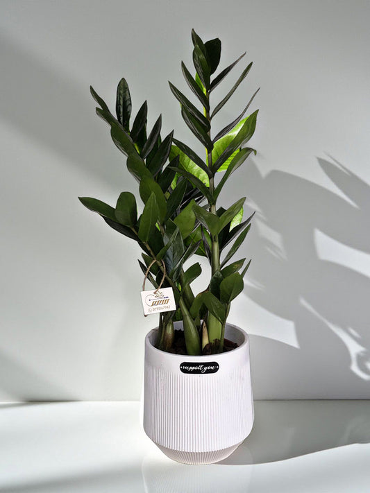 Medium Zamioculcas