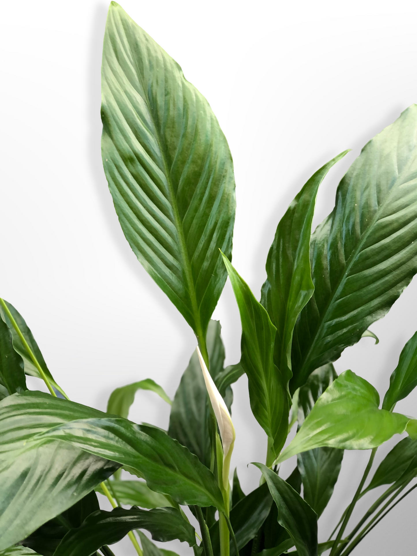 Large Spathiphyllum