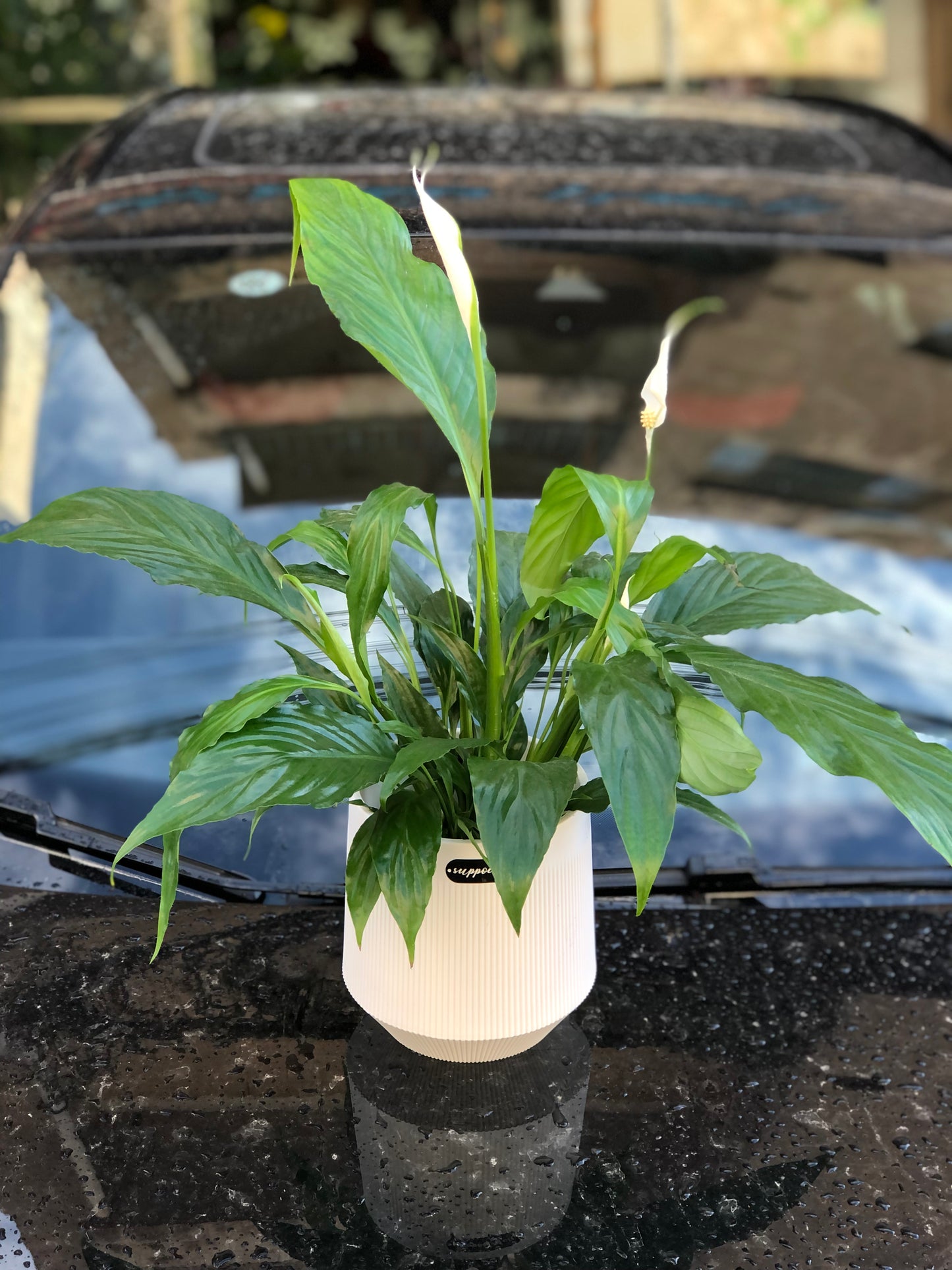 Medium Spathiphyllum