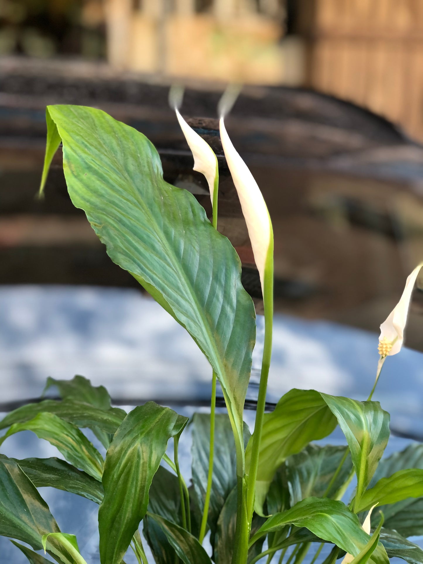 Medium Spathiphyllum