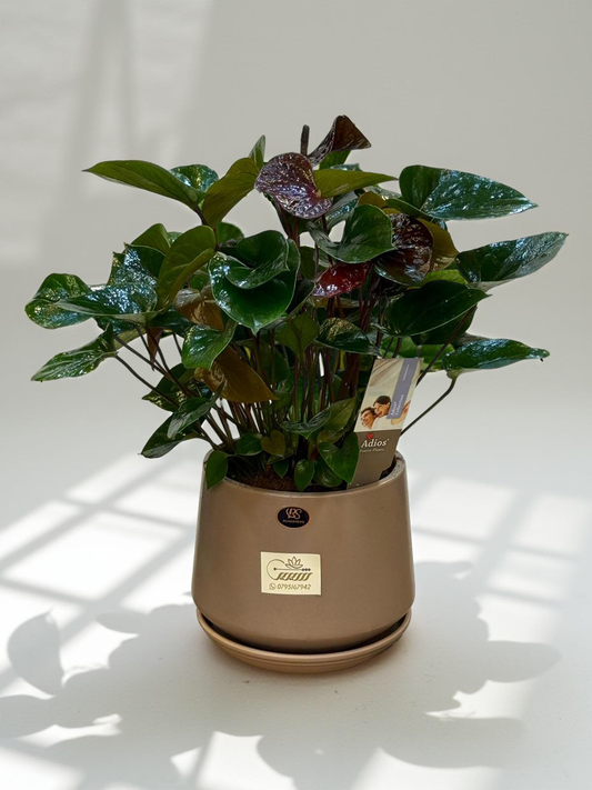 Anthurium Sempre Brown