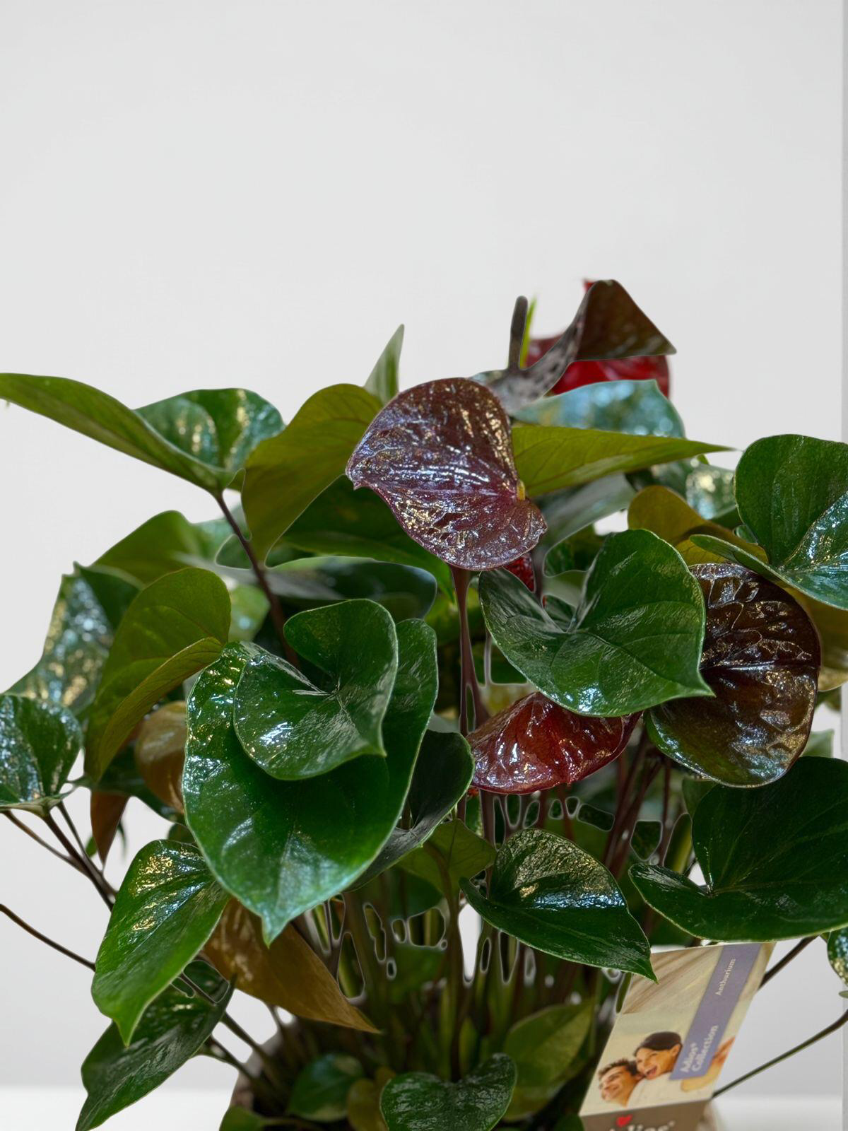 anthurium feuilles marrons Anthurium Sempre Brown – Shireen Flowers