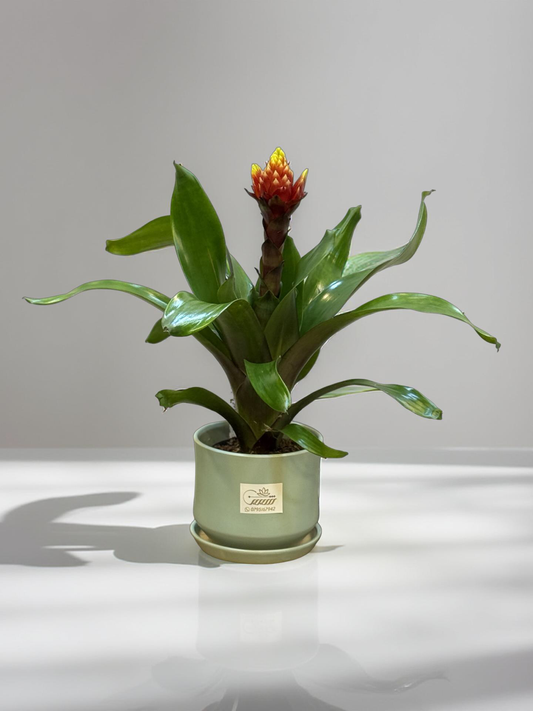 Royal Guzmania Plant