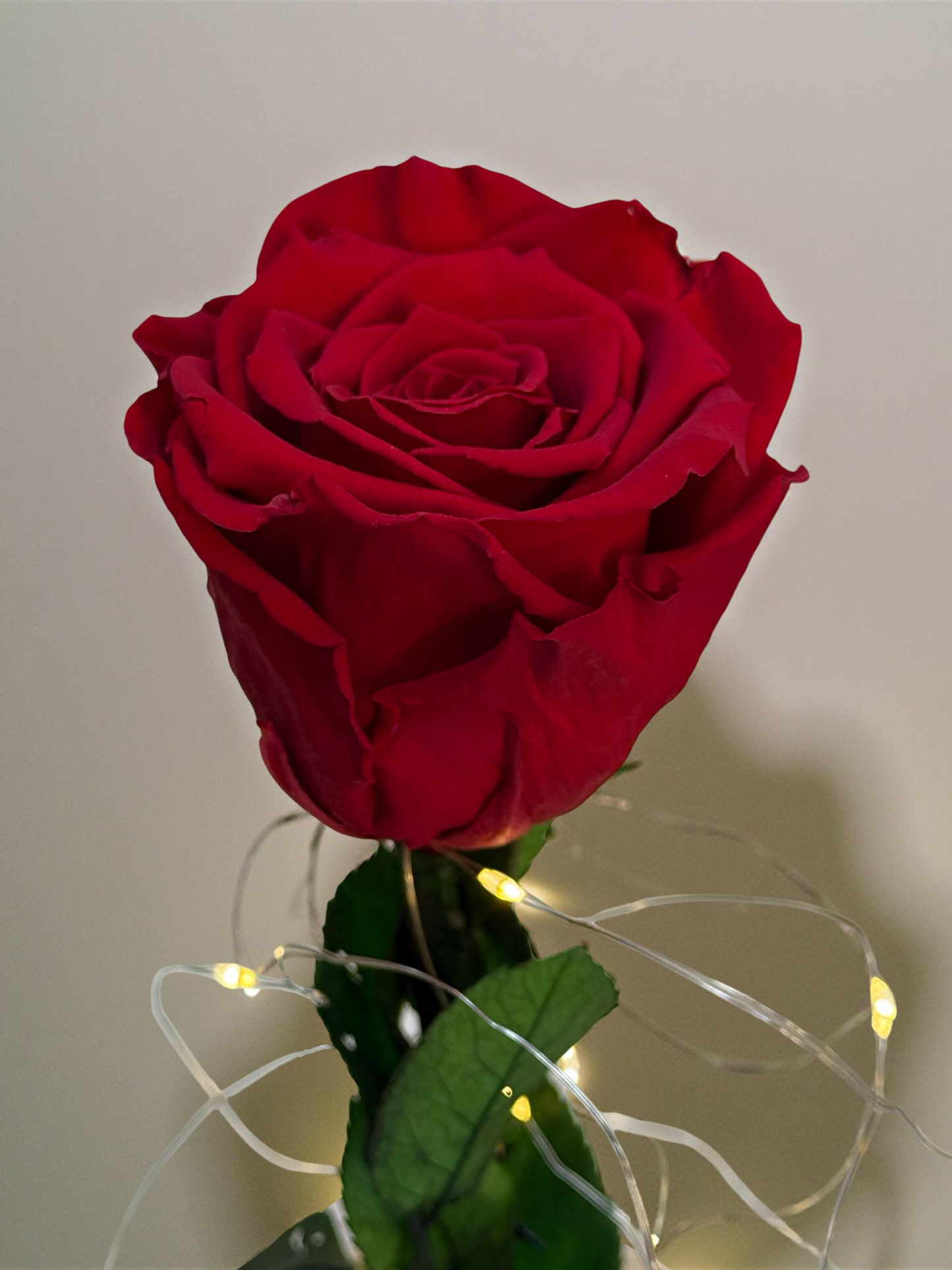 ForEver Red Rose in Vase with LED Light