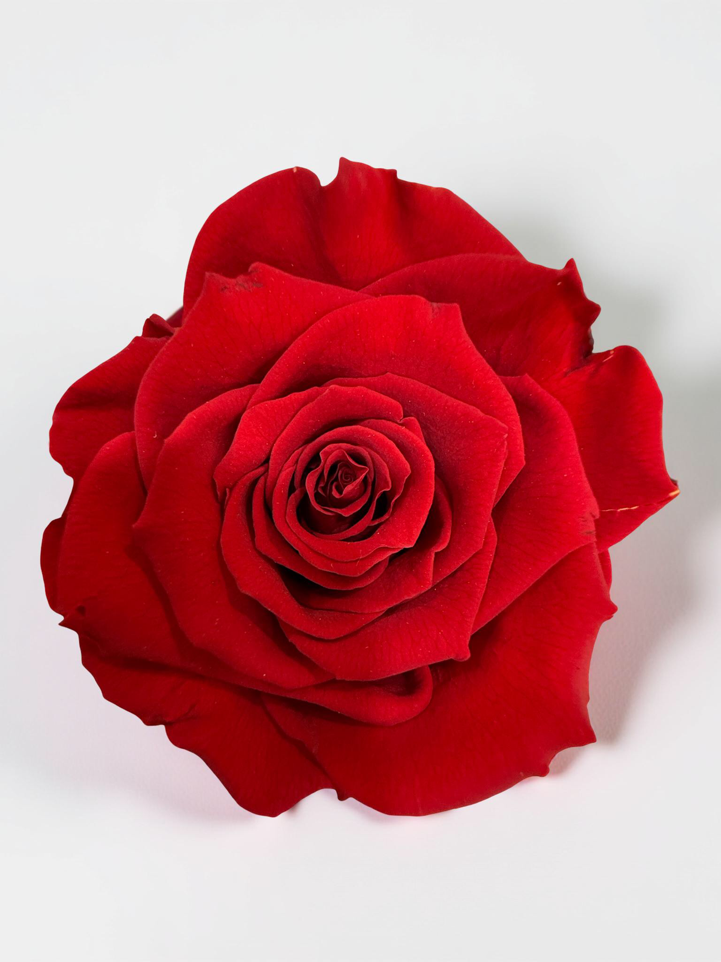 ForEver Red Rose in Vase with LED Light