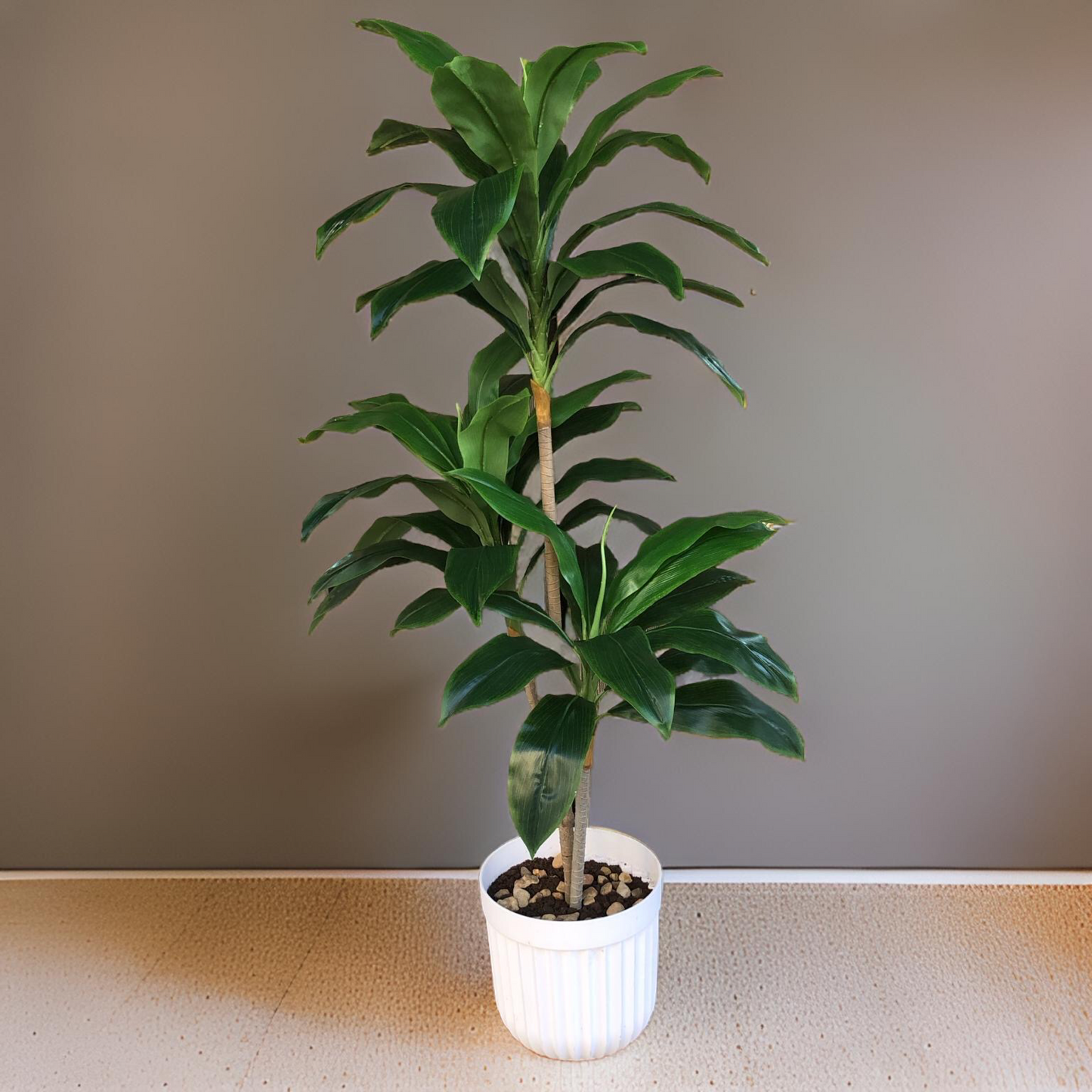 Dracena Elegance