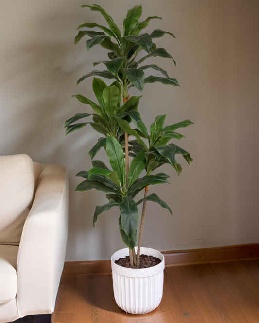 Dracena Elegance