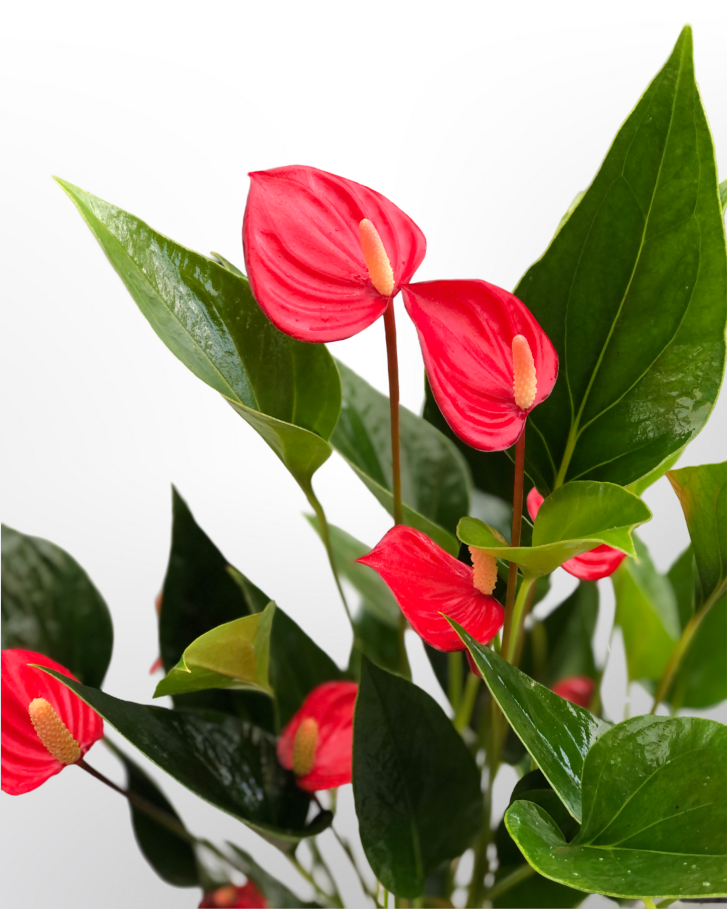 Anthurium Million