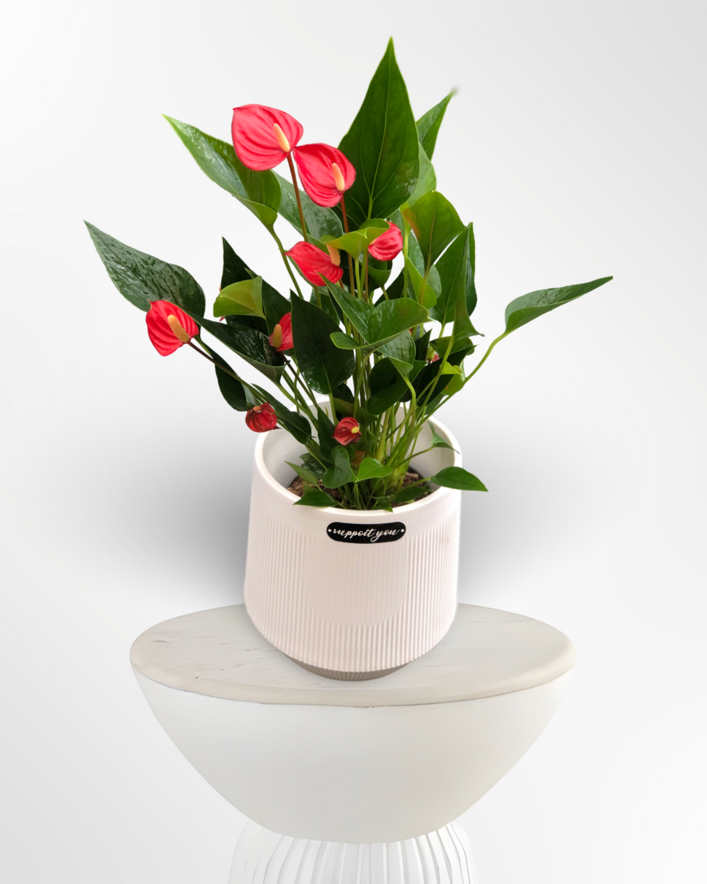 Anthurium Million