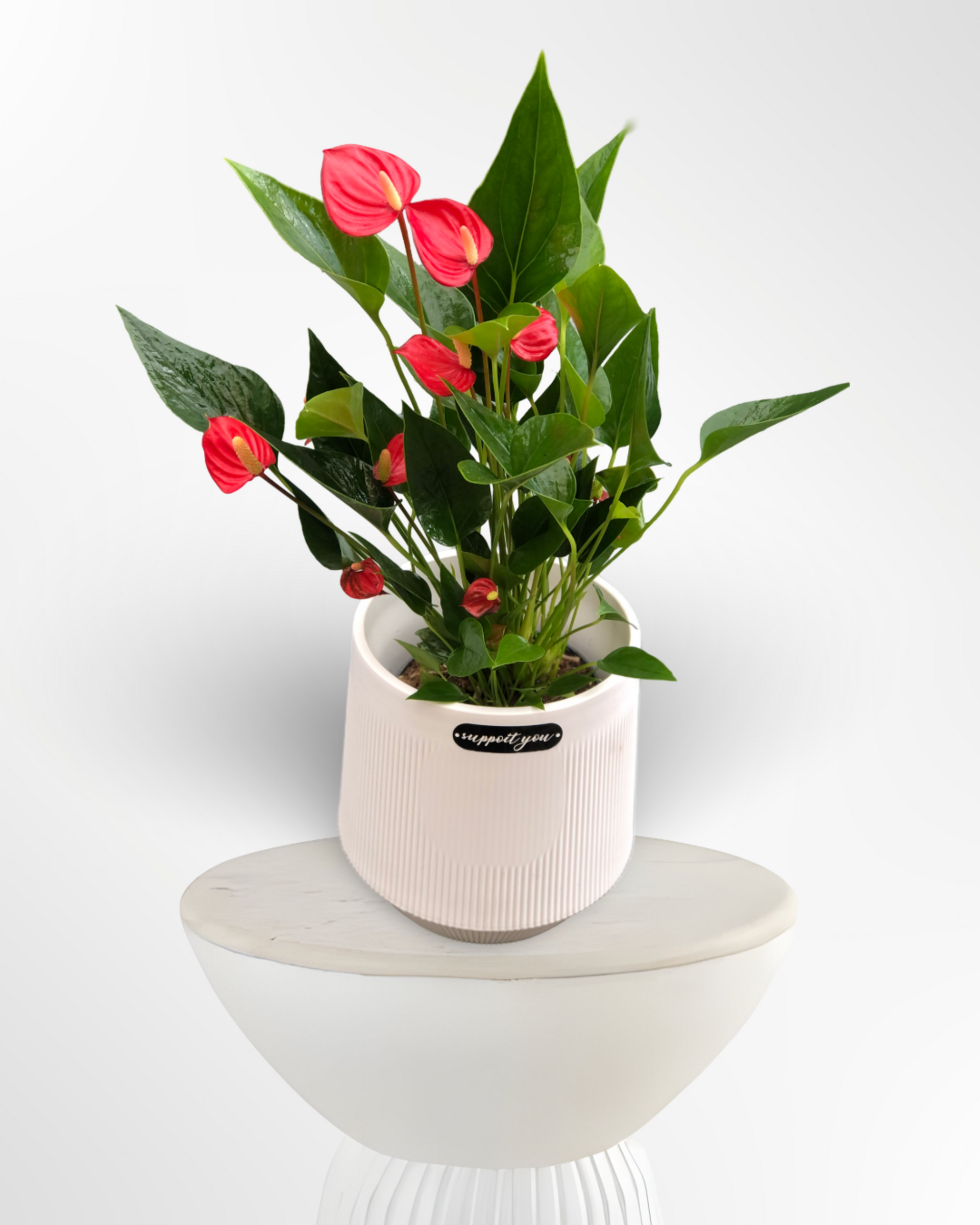 Anthurium Million – Shireen Flowers