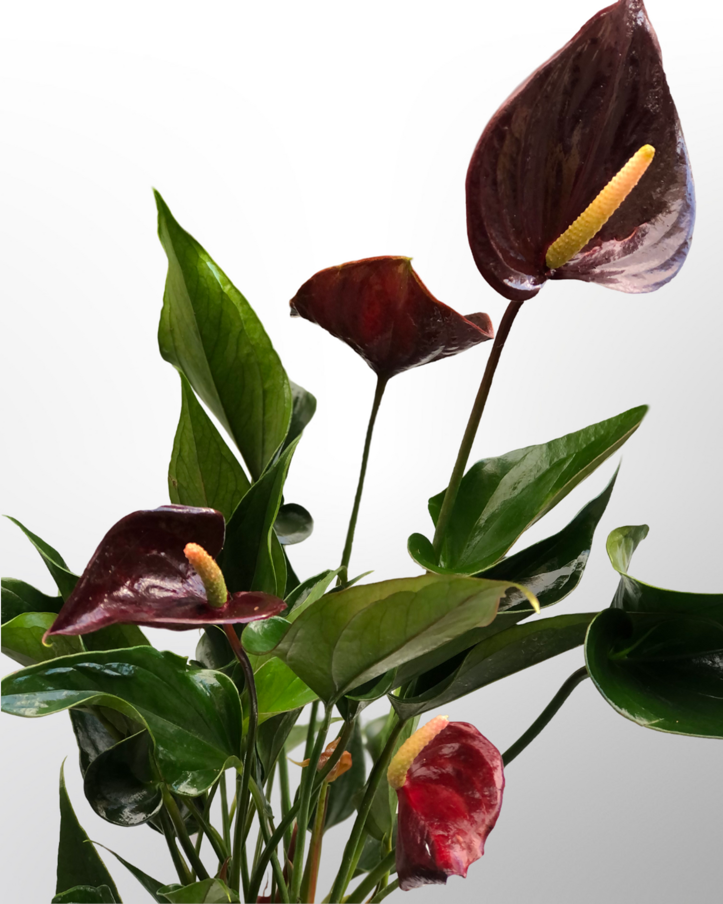 Anthurium Sempre Brown