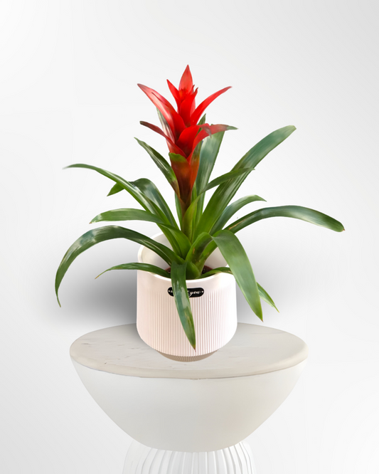 Guzmania Bromeliad