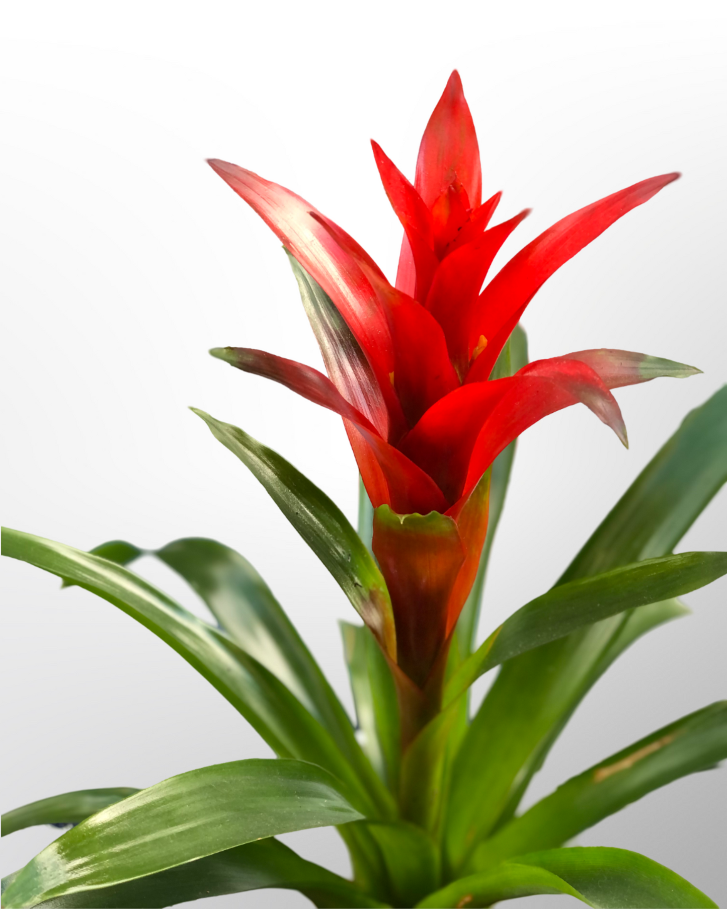 Guzmania Bromeliad