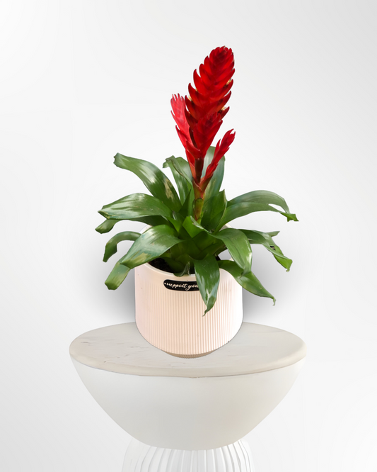 Red Vriesea Bromeliad