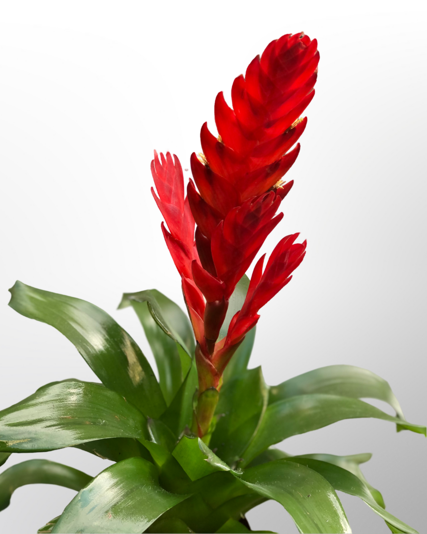 Red Vriesea Bromeliad