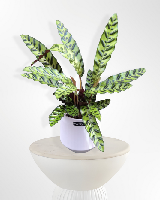 Calathea