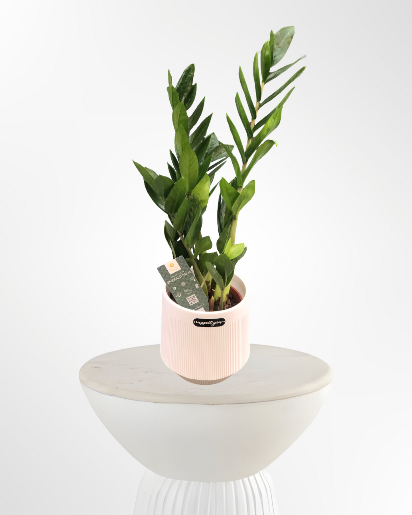 Medium Zamioculcas