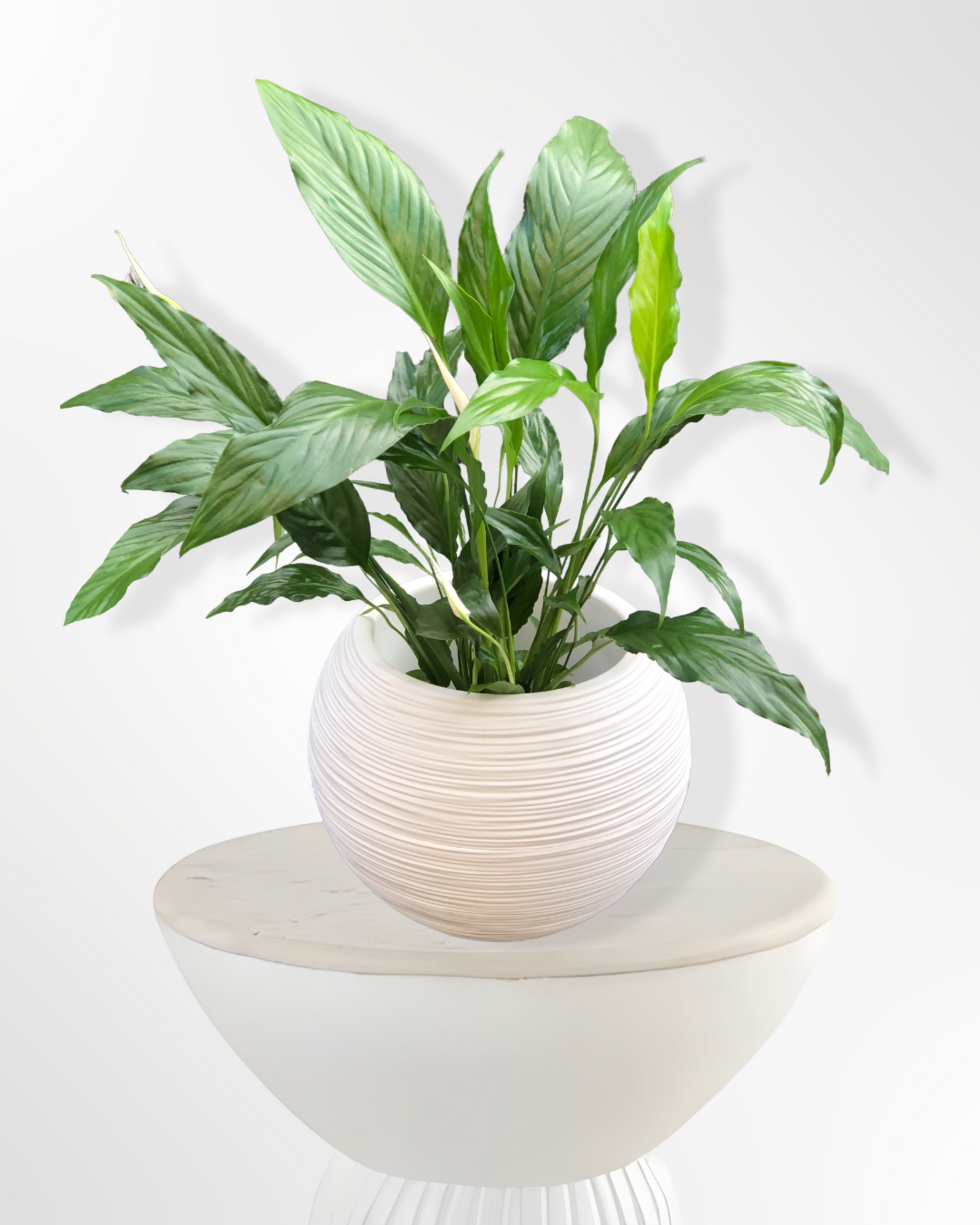 Large Spathiphyllum